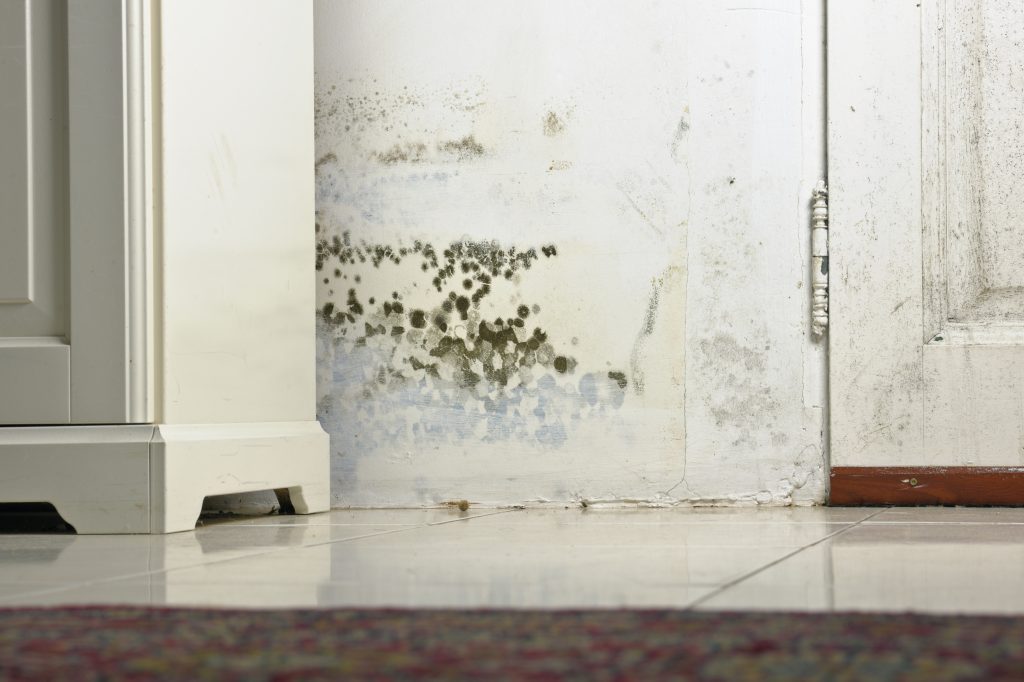 MOld after water damage from dampness