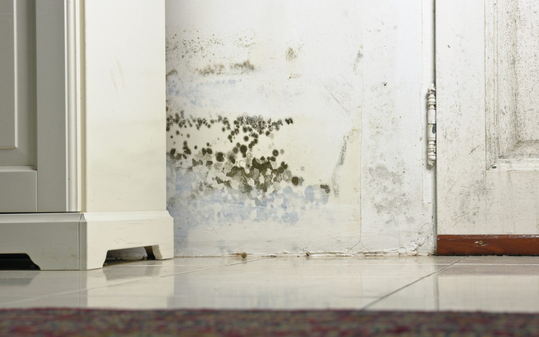 How to prevent mold growth after water damage?
