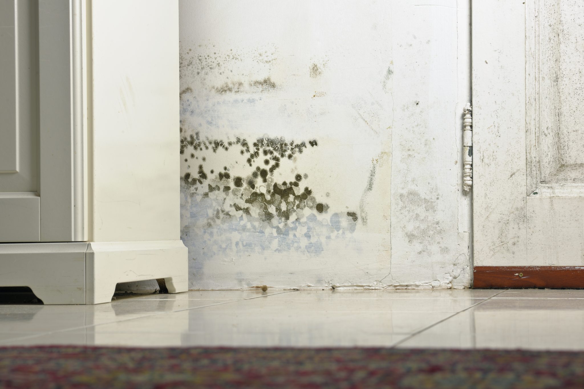 Mold remediation in New York City