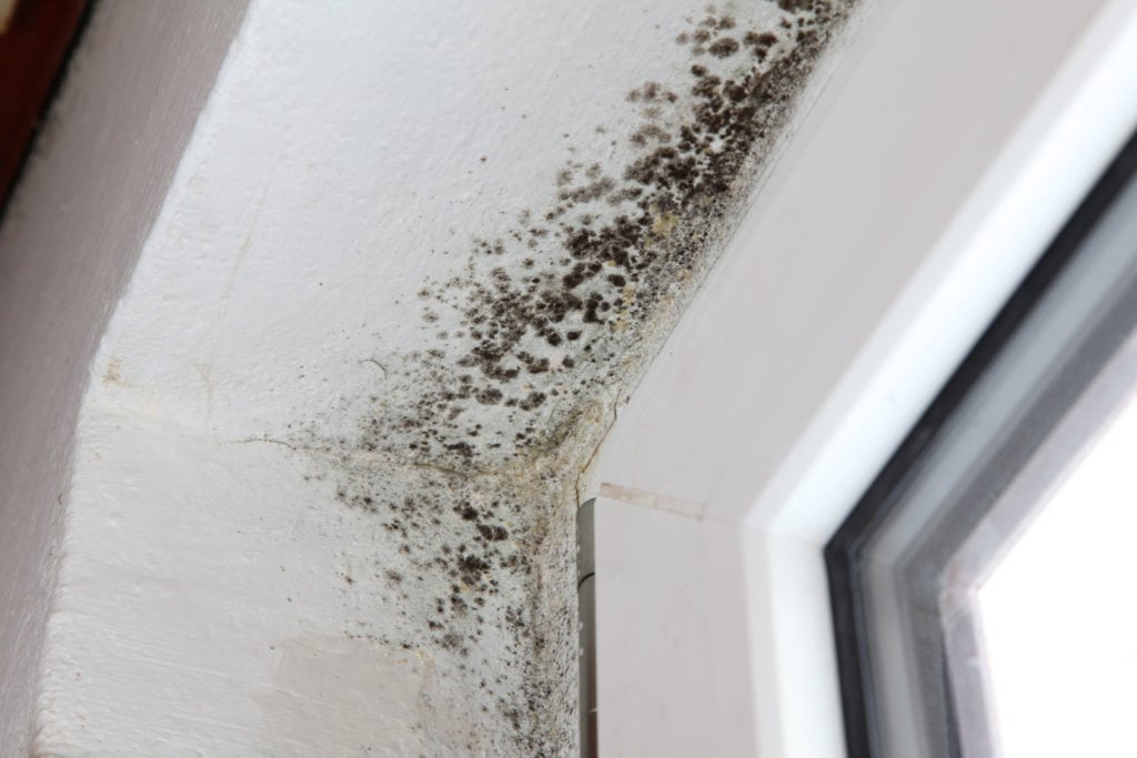 mold in corner beside a window
