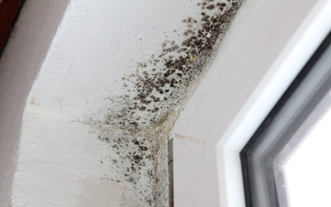 Is mold making you sick?  Ohio State Health & Discovery