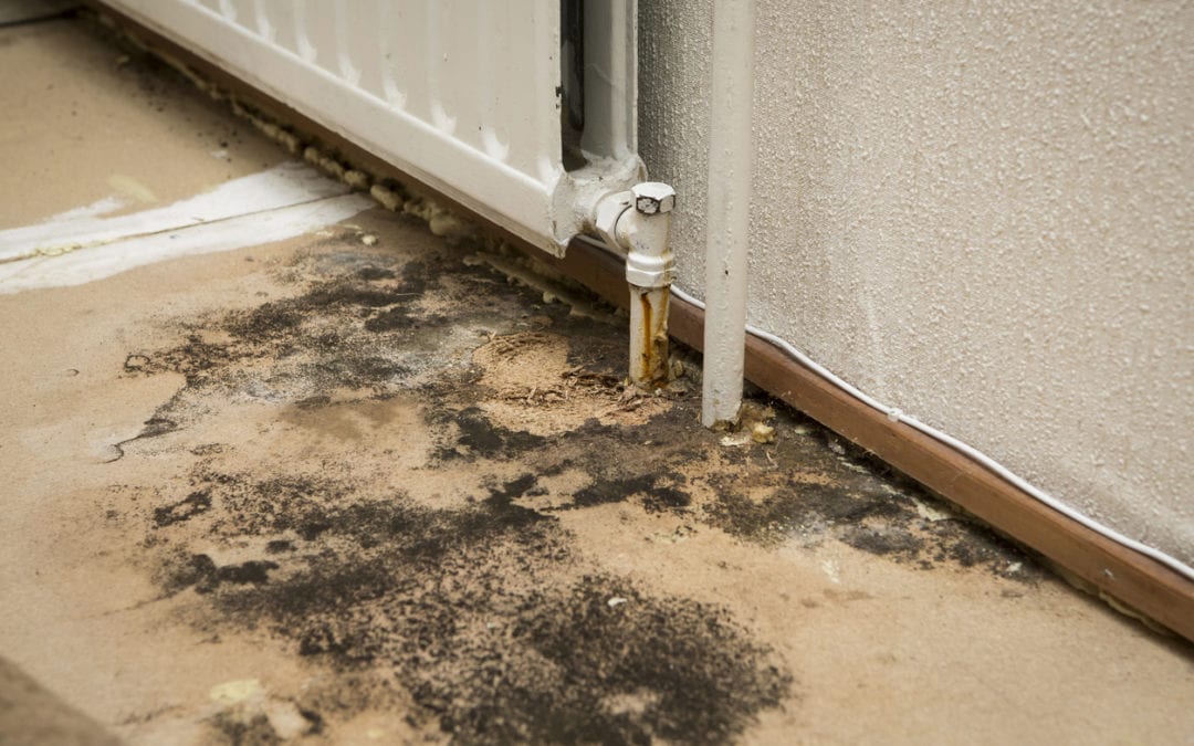Should carpet be replaced after water damage?