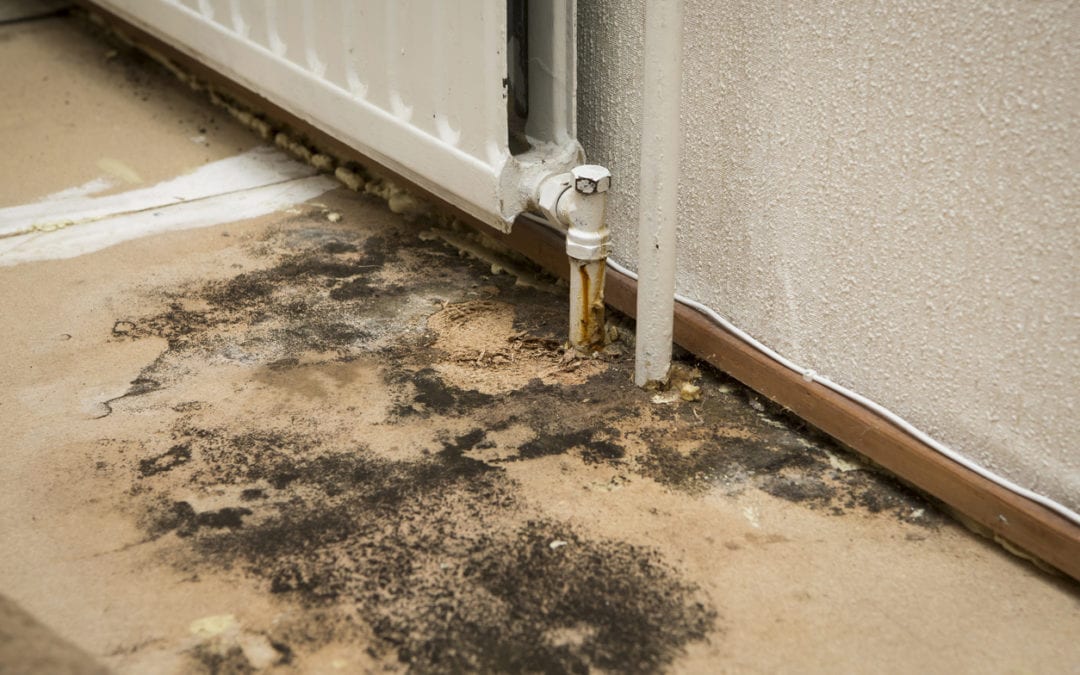 What is Mold?