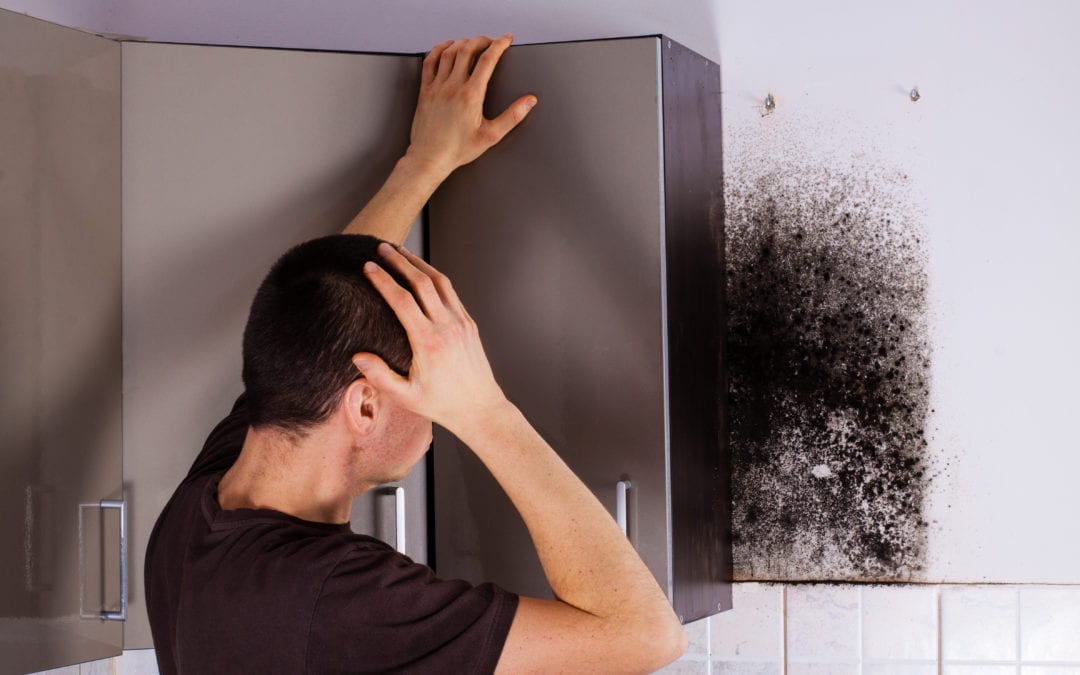 Mold vs. Mildew