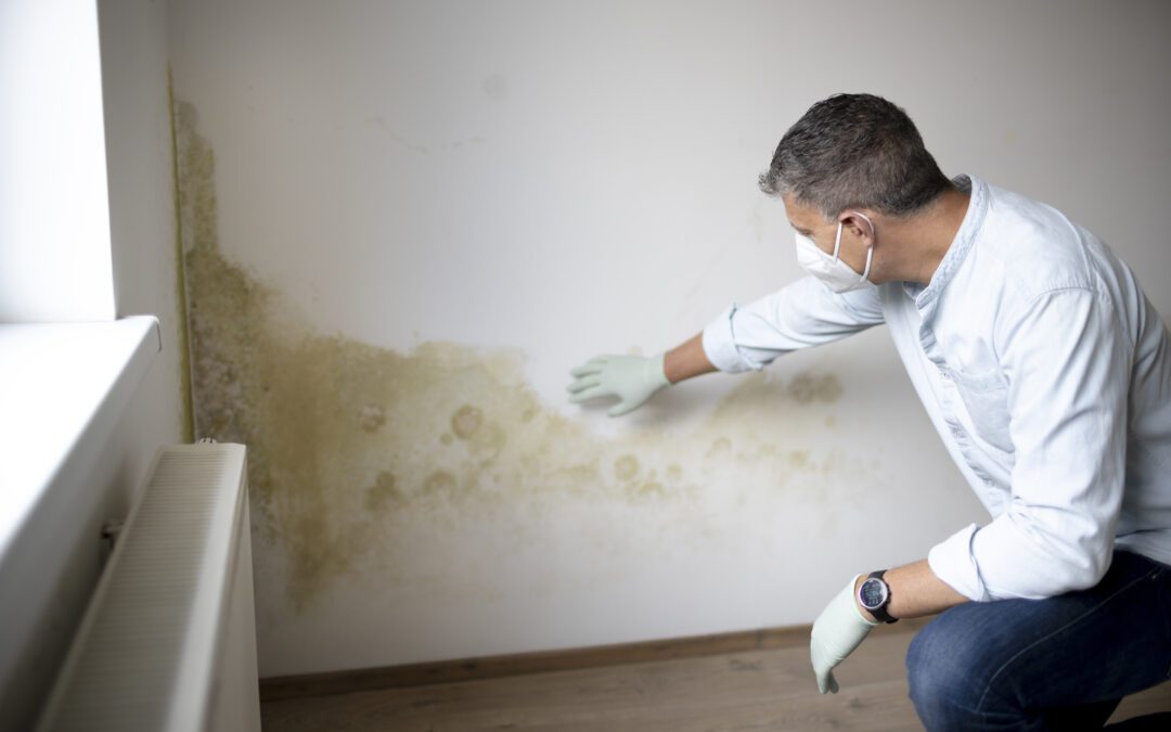 The Different Types of Mold