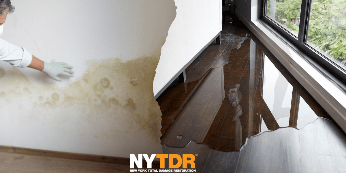 Water Damage vs Mold: How to Tell the Difference