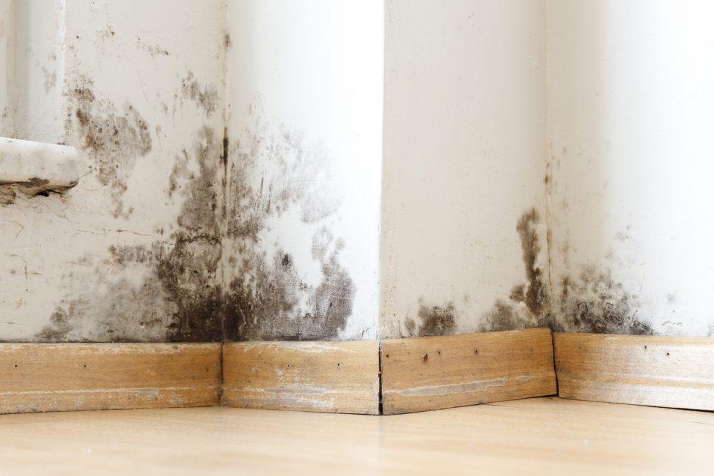Damp buildings damaged by dangerous black mold and fungus, dampness or water. infiltration, insulation and mold problems in the wall of the house